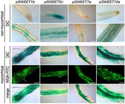 Overexpression of the Potato Monosaccharide Transporter StSWEET7a Promotes Root Colonization by Symbiotic and Pathogenic Fungi by Increasing Root Sink Strength